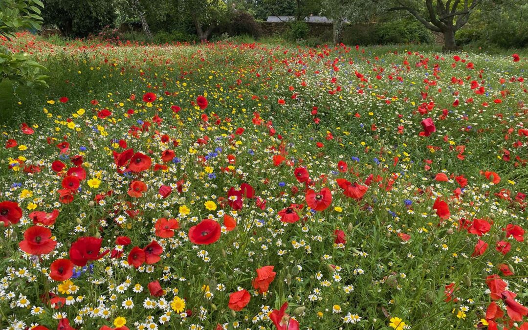 Lawns Matter - Lawn Care Oxfordshire